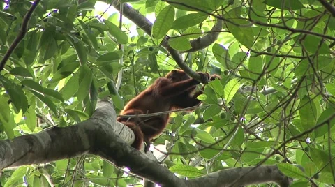 Colombian Red Howler Monkey sit in tree 4 Stock Footage 54982456