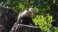 Colombian white-faced capuchin (Cebus capucinus) sitting on sunny tree trunk Photo
