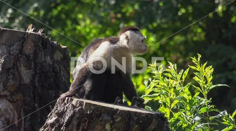 Colombian white-faced capuchin (Cebus capucinus) sitting on sunny tree trunk Stock Photos