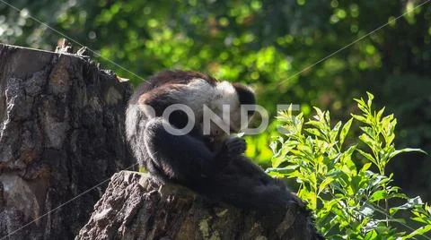 Colombian white-faced capuchin (Cebus capucinus) sitting on sunny tree trunk Stock Photos