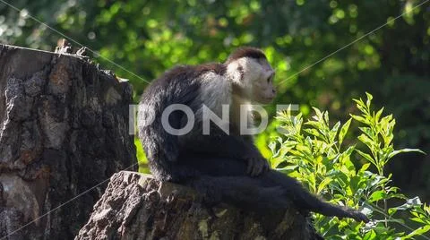 Colombian white-faced capuchin (Cebus capucinus) sitting on sunny tree trunk Stock Photos