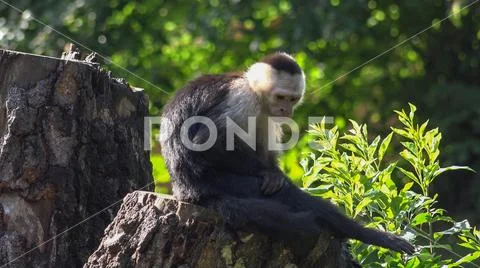 Colombian white-faced capuchin (Cebus capucinus) sitting on sunny tree trunk Stock Photos