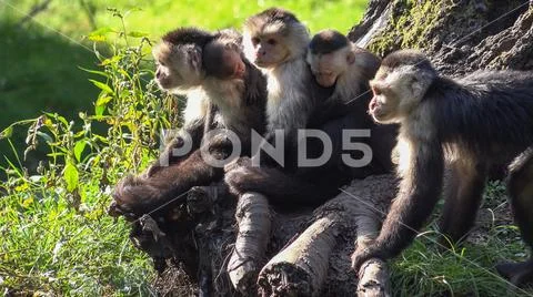 Colombian white-faced capuchin group (Cebus capucinus) sitting sunny tree root Stock Photos