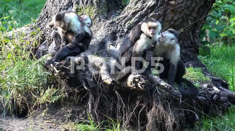 Colombian white-faced capuchin group (Cebus capucinus) sitting sunny tree root Stock Photos
