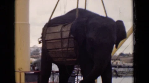 COLOMBO CEYLON-1946: Elephant Being Lifted By Crane Onto Boat Stock Footage 124755590