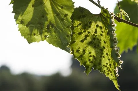 Colomerus vitis Stock Photos