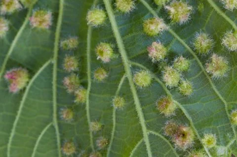 Colomerus vitis Stock Photos