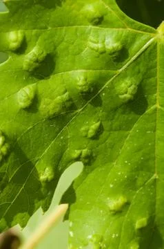 Colomerus vitis Stock Photos