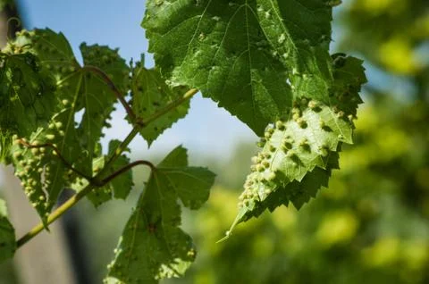 Colomerus vitis Stock Photos