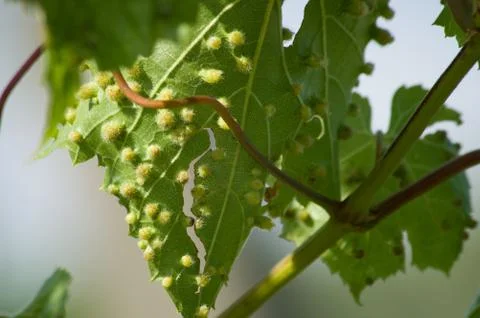 Colomerus vitis Stock Photos