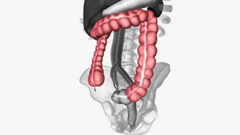Colon is also known as the large bowel or large intestine Stock Footage 244666990