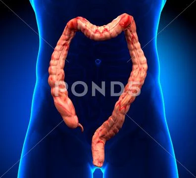 Colon Anatomy - real view Stock Illustration ~ #35242188