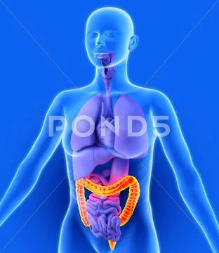 Colon, artwork Stock Illustration