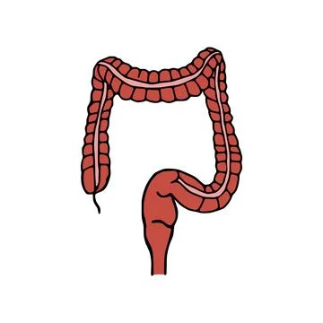 Colon doodle vector illustration. Digestive system cartoon icon isolated on w Stock Illustration