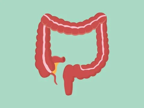 Colon isolated illustration vector Stock Illustration