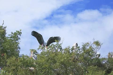 Colonial nesting site of Painted Storks building nests on treetops Stock Photos