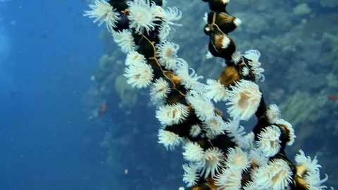 Colonial or tiger anemone growing on wire coral Stock Footage 112451649