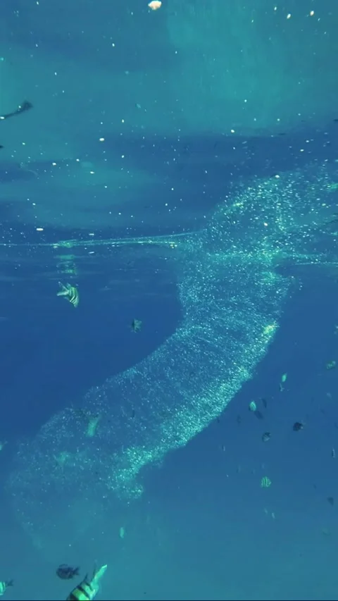 Colonial Pyrosoma Tunicates floats under surface on the blue water Video stock 232763445