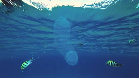 Colonial Pyrosoma Tunicates floats under surface on the blue water Video stock 232772965