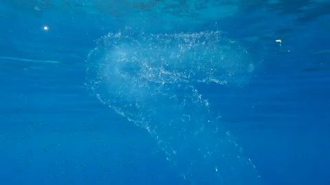 Colonial Pyrosoma Tunicates free-floating with school of fish on blue water Stock Footage 145018272