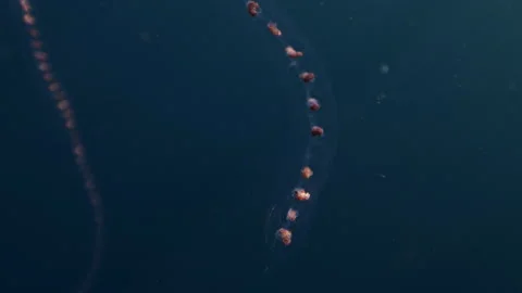 Colonial Pyrosoma Tunicates free-floating of blue water in sunrays. Pyrosomes Stock Footage 289312770