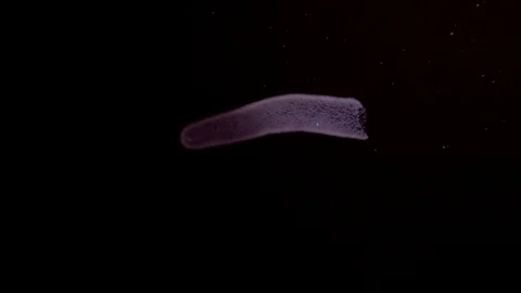 Colonial Tunicates or Pyrosoma Tunicate - Pyrosoma atlanticum at night Stock Footage 88240188