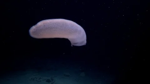 Colonial Tunicates or Pyrosoma Tunicate - Pyrosoma atlanticum at night Stock Footage 88399989