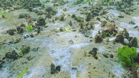 Colonies of bacteria, microalgae and other microorganisms forming biofilm on Stock Footage 315557497