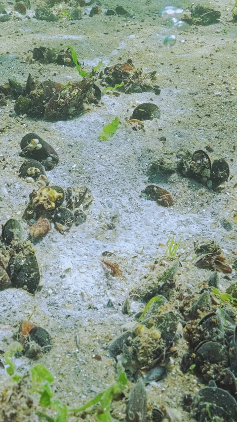 Colonies of benthic microorganisms (microalgae and bacteria) across sand among Stock Footage 327973786