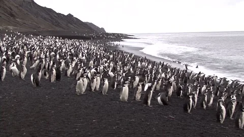 Colonies Of Chinstrap Penguins Stock Footage 170358178