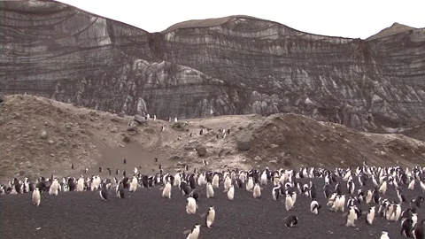 Colonies Of Chinstrap Penguins Stock Footage 170358180