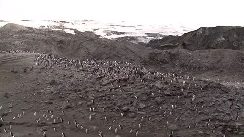 Colonies Of Chinstrap Penguins Stock Footage 170358204