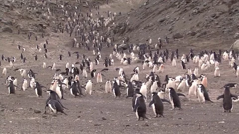 Colonies Of Chinstrap Penguins Stock Footage 170358223