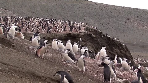 Colonies Of Chinstrap Penguins 库存影片 170358254