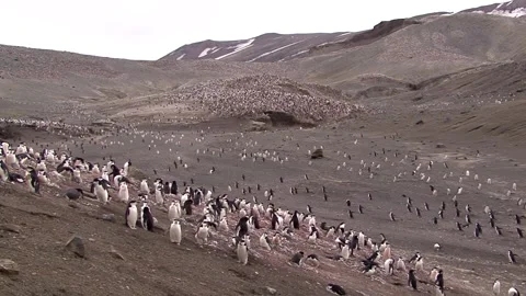 Colonies Of Chinstrap Penguins Stock Footage 170358257