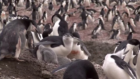 Colonies Of Chinstrap Penguins Stock Footage 170358259