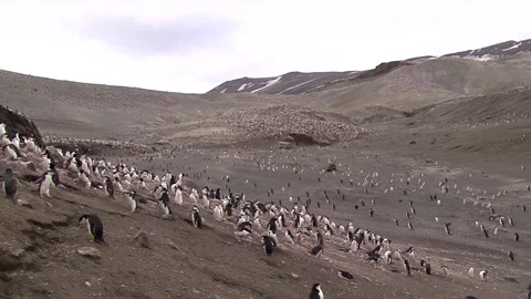 Colonies Of Chinstrap Penguins Stock Footage 170358263