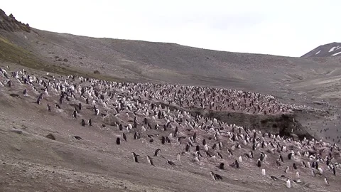 Colonies Of Chinstrap Penguins Stock Footage 170358272