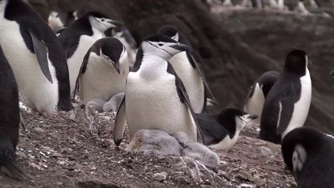 Colonies Of Chinstrap Penguins Video stock 170358276