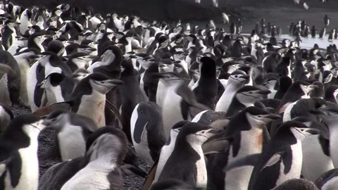 Colonies Of Chinstrap Penguins Video stock 170358298