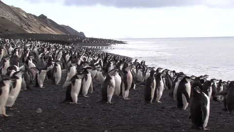 Colonies Of Chinstrap Penguins Stock Footage 170358311