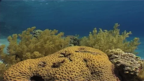 Colonies Of Corals Over Seabed Stock Footage 300095462