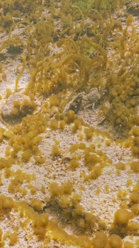 Colonies of cyanobacteria (blue-green algae) covering rock reef sway in current Video stock 336850558
