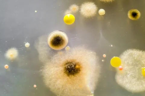 Colonies of different bacteria and mold fungi Stock Photos