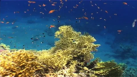 Colonies Of Fire Corals Stock Footage 300095941