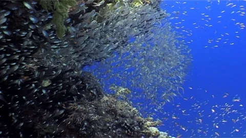 Colonies Of Yellow Sweeper Stock Footage 300137201