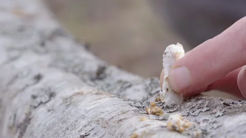 Colonized mushroom plug with spawn hit into hole in birch log with hammer Stock Footage 274872412