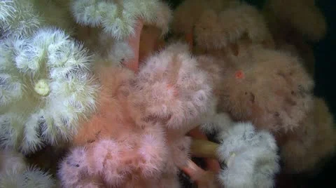 Colony Actinium close up Stock Footage 11297047