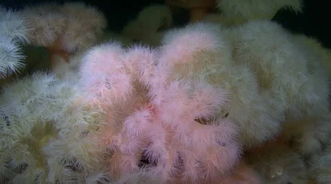 Colony Actinium close up Stock Footage 11297543