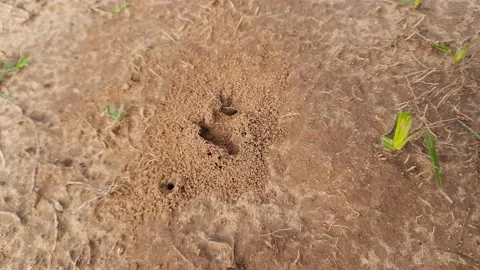 Colony of Ant work together to make their nest. 스톡 동영상 200826802